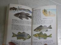 FISHES　A　GUIDE TO　FAMILIAR 　AMERICAN　SPECIES　英文ペーパーバック　文庫　ヤケシミ汚難痛有　K3中　送料300円