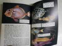 FISHES　A　GUIDE TO　FAMILIAR 　AMERICAN　SPECIES　英文ペーパーバック　文庫　ヤケシミ汚難痛有　K3中　送料300円