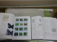 設楽町誌　　自然編　資料　地質・植生図　2冊セット　ゆうパック送付　E3右上