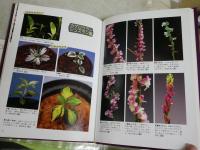 めずらしい野生蘭　　花の変異　葉芸の魅力　　三橋俊治編著　ヤケシミ汚有　E3右中　　