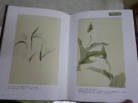 めずらしい野生蘭　　花の変異　葉芸の魅力　　三橋俊治編著　ヤケシミ汚有　E3右中　　