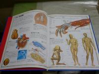 絵でみる人体大地図　　ピクチャーアトラスシリーズ　THE　BODY　ATLAS　　　ジュリアノ・フォルナリ　　スティーブ・パーカー著　秋元恵実監修　初版　裸本　ゆうパック送付　　Ｅ1左1
