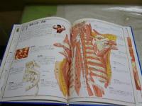 絵でみる人体大地図　　ピクチャーアトラスシリーズ　THE　BODY　ATLAS　　　ジュリアノ・フォルナリ　　スティーブ・パーカー著　秋元恵実監修　初版　裸本　ゆうパック送付　　Ｅ1左1