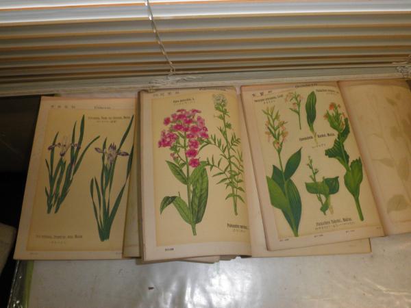 普通植物図譜 図譜彩色 不揃計24冊 ヤケシミ汚難痛有 E2右(牧野富太郎