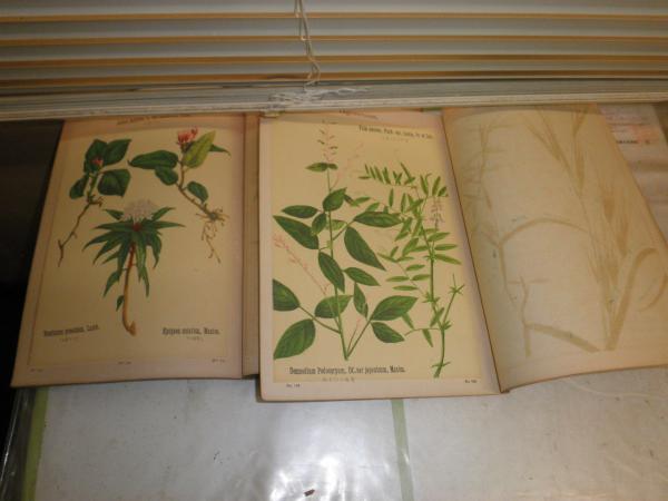 普通植物図譜 図譜彩色 不揃計24冊 ヤケシミ汚難痛有 E2右(牧野富太郎