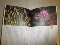 花見頃　　味岡伸太郎編者　　春夏秋冬叢書　　1刷　カバーキズ痛有　　J1左1