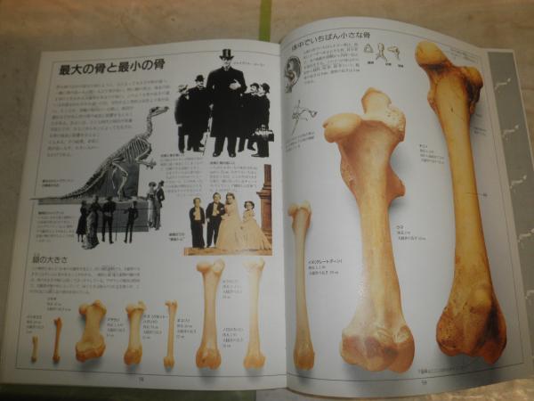 ビジュアル博物館 3骨格 1刷 監修・大英自然史博物館 ヤケシミ少