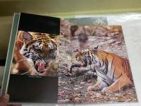 密林の王者　ベンガルタイガー　　吉野信写真集　　1刷帯　見返し署名入り　H2左6下段　