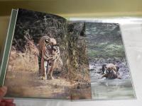 密林の王者　ベンガルタイガー　　吉野信写真集　　1刷帯　見返し署名入り　H2左6下段　