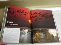 密林の王者　ベンガルタイガー　　吉野信写真集　　1刷帯　見返し署名入り　H2左6下段　