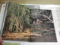 密林の王者　ベンガルタイガー　　吉野信写真集　　1刷帯　H2左6下段