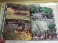 密林の王者　ベンガルタイガー　　吉野信写真集　　1刷帯　H2左6下段