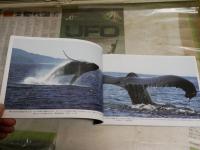 野生の鼓動を聴く　　琉球の聖なる自然遺産　　撮影・山城博明　解説・花輪紳一　　1刷　H2左1