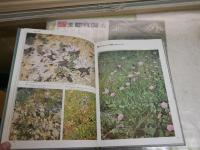 ヨーロッパの高山植物　　大場達之著　2刷函　少汚少難有　E3左