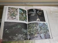 ヨーロッパの高山植物　　大場達之著　2刷函　少汚少難有　E3左