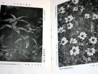 コンサイス科学叢書　21　日本高山植物