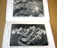 コンサイス科学叢書　21　日本高山植物