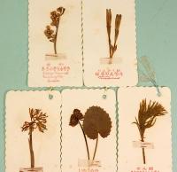 押し花の栞　大阿蘇の花