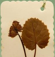 押し花の栞　大阿蘇の花