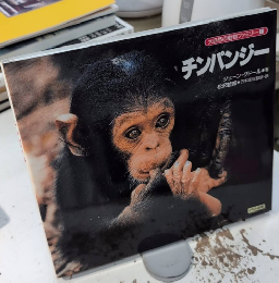 チンパンジー　大自然の動物ファミリー1