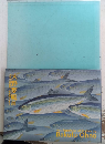 大野麥風展　「大日本魚類画集」と博物画にみる魚たち