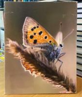 Damien Hirst: Forgotten Promises