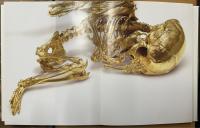 Damien Hirst: Forgotten Promises