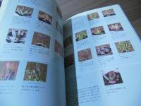 多肉植物の寄せ植え : 変わった姿、おもしろい形、ぷっくり可愛らしくて癒される!