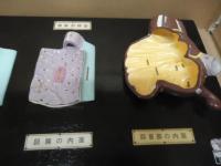 腸解剖模型　［人体模型]