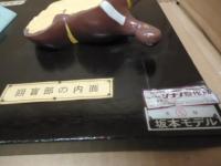 腸解剖模型　［人体模型]