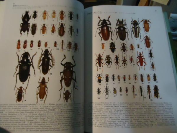 日本産カミキリムシ検索図説 大林延夫 佐藤正孝 小島圭三編 初版 日本