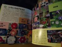 アサガオ　育ち方と育て方