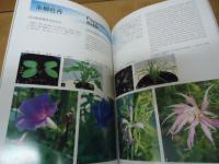 伝統の朝顔 : 日本の伝統植物・くらしの植物苑　芽生えから開花まで