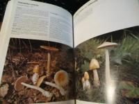 Il Genere Amanita in Italia （イタリアのテングタケ属)