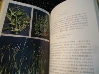 見返草