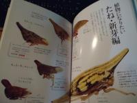 ツノゼミ : ありえない虫