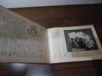 大輪朝顔の作り方