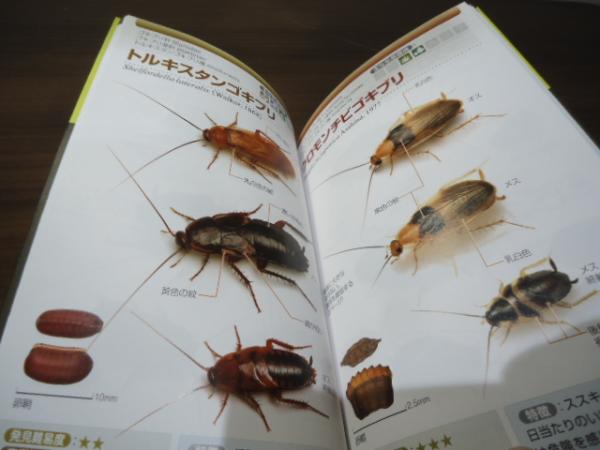 ゴキブリ ハンドブック(柳澤静磨) / 古本、中古本、古書籍の通販 ゴキブリ ハンドブック(柳澤静磨) / 古本、中古本、古書籍の通販