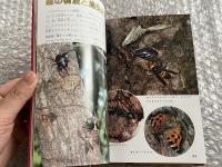 おおむらさき  雑木林の一年
小学館のこどもカラー文庫21
