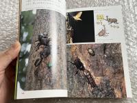 かぶとむし  雑木林のチャンピオン
小学館のこどもカラー文庫2