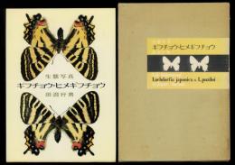 生態写真 ギフチョウ・ヒメギフチョウ