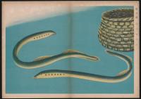 絵による自然科学叢書 淡水魚