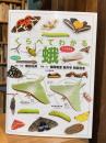 くらべてわかる蛾 1704種 (くらべてわかる図鑑)