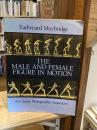 The male and female figure in motion : 60 classic photographic sequences