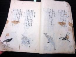 和本江戸期写本「陸氏草木疏図解」坤1冊