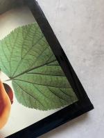 The Naked and the Nude : History of Nude Photography