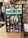 山に咲く花
