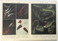 水産大画報　少女倶楽部九月号附録