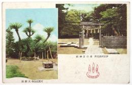 絵葉書〈來の宮神社/大蘇鐵〉