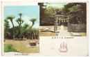 絵葉書〈來の宮神社/大蘇鐵〉